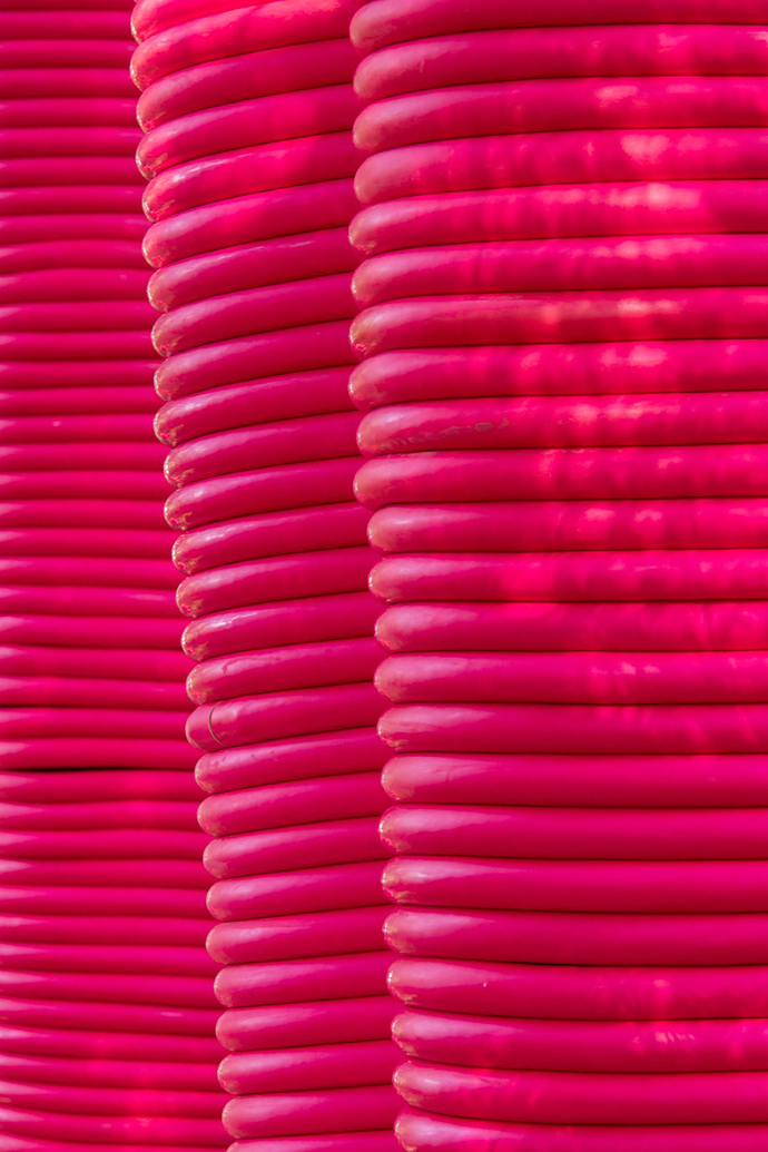 Pink Punch: Ярко-розовые деревья в Канаде (фото 2)