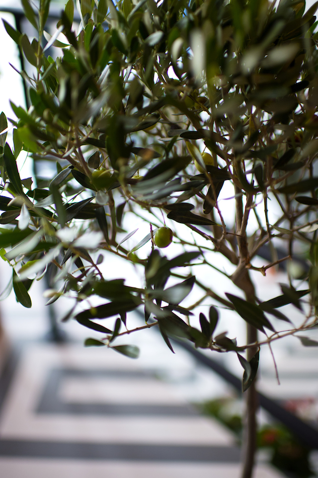 Приди и возьми: новый ресторан Molon Lave на Большой Грузинской (фото 8)