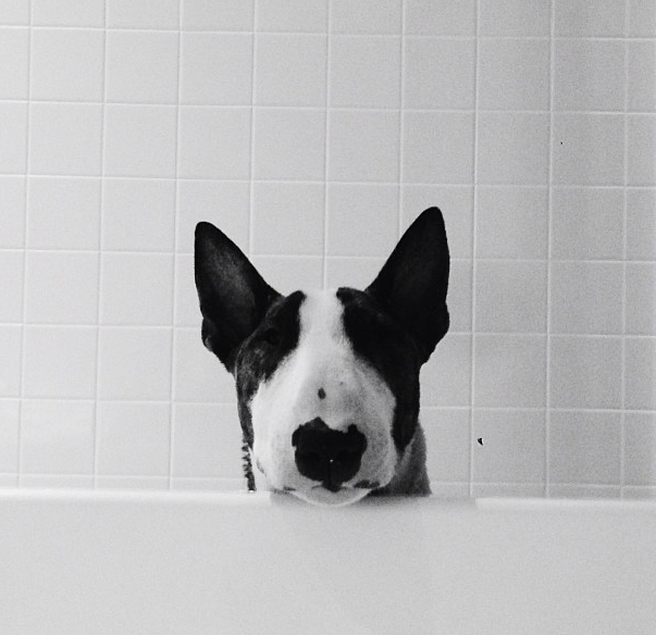 Пес Марка Джейкобса – новая звезда LOVE Magazine (фото 2)