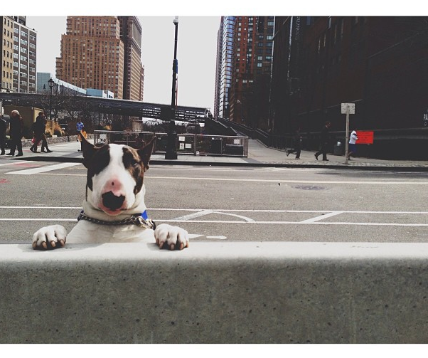 Пес Марка Джейкобса – новая звезда LOVE Magazine (фото 1)