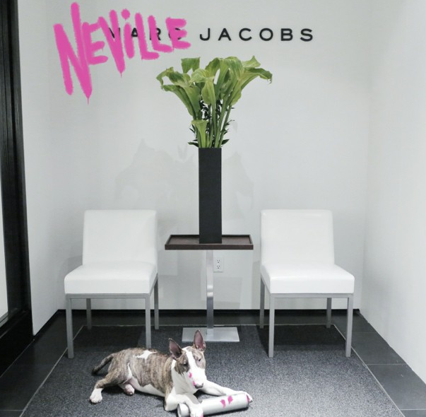 Пес Марка Джейкобса – новая звезда LOVE Magazine (фото 3)