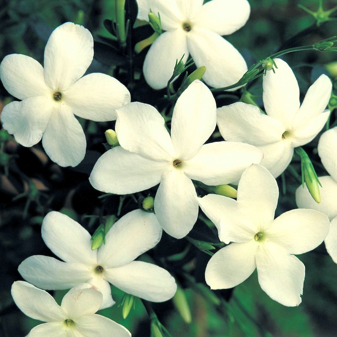 Объект желания: дебютный аромат Rodin (фото 2)