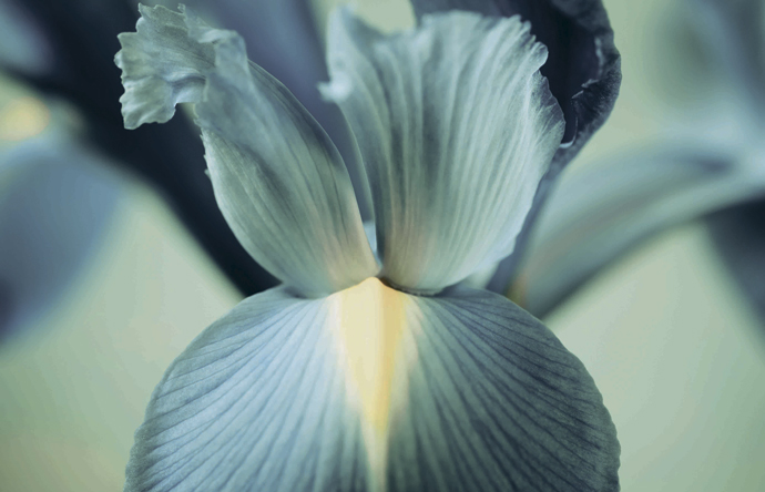  Armani/Privé Nuances