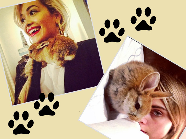 5 Instagram-аккаунтов самых знаменитых животных мира моды (фото 2)