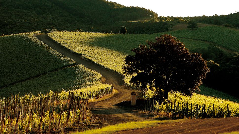 CASTIGLION DEL BOSCO