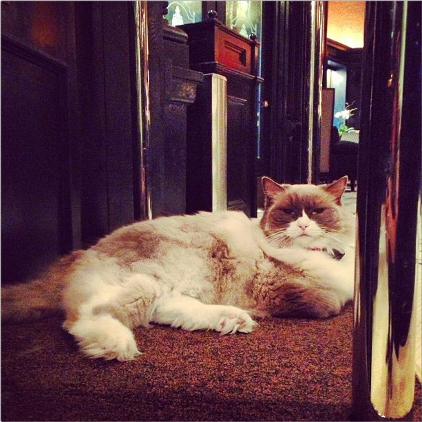 Кошки-жильцы 5-звездочных отелей (фото 11)