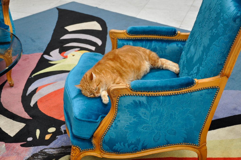 Кошки-жильцы 5-звездочных отелей (фото 5)