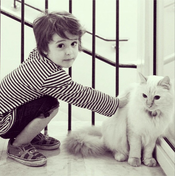 Кошки-жильцы 5-звездочных отелей (фото 9)