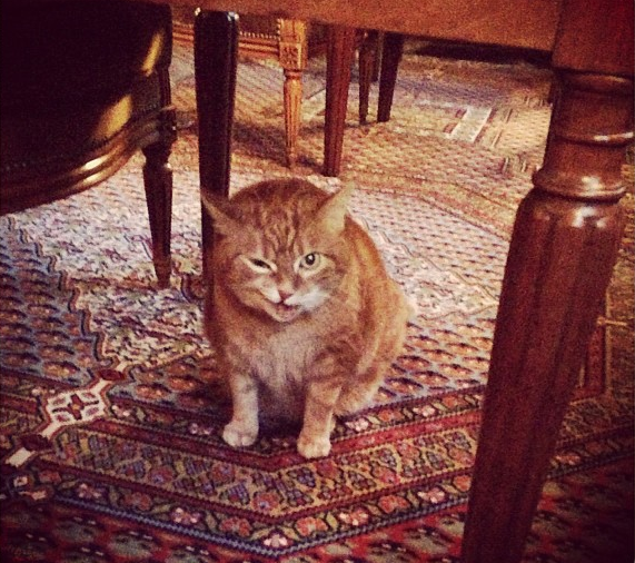 Кошки-жильцы 5-звездочных отелей (фото 10)