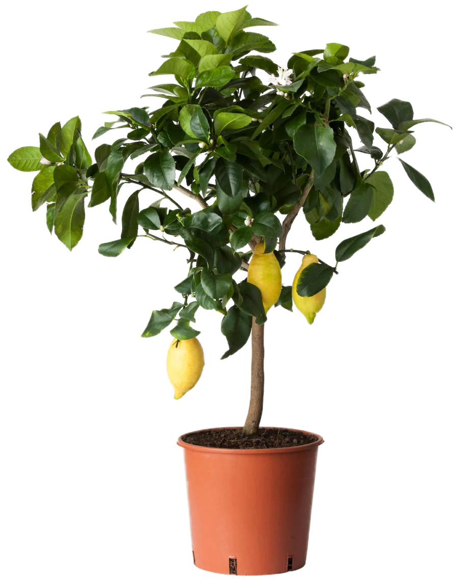 25 вещей для дома, которые вам понравятся (фото 3)