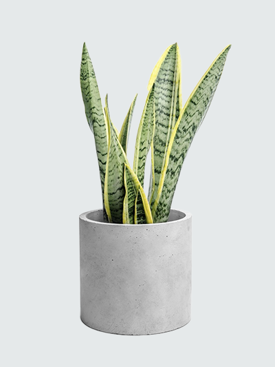 Что положить под елку: практичные, красивые и оригинальные подарки на Новый год в дайджесте BURO. (фото 5)