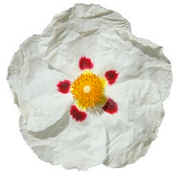 Куда ехать за новыми впечатлениями и ароматами (фото 9)