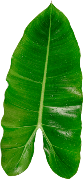 Colgate-mockup (фото 11)