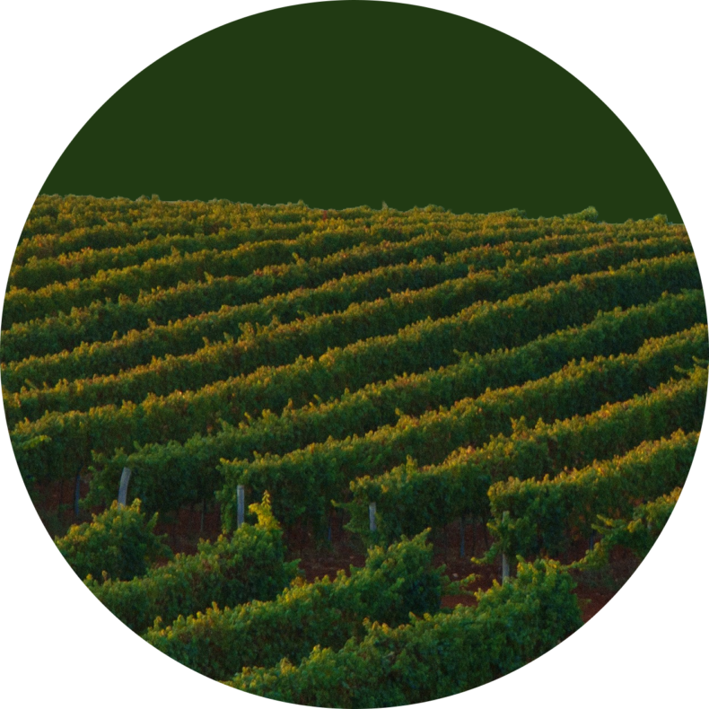 Наслаждаться моментом, винный гедонизм (фото 4)