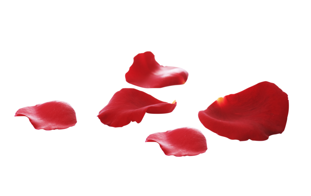 Куда поехать, что увидеть: сад и дом-музей Ракицкого в Тарусе (фото 1)