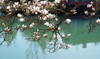 Урюк в Узбекистане, магнолия в Сочи, маральник на Алтае: 5 направлений для флоритуризма этой весной (фото 70)