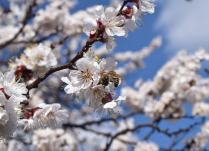 Урюк в Узбекистане, магнолия в Сочи, маральник на Алтае: 5 направлений для флоритуризма этой весной (фото 12)