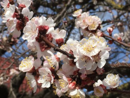 Урюк в Узбекистане, магнолия в Сочи, маральник на Алтае: 5 направлений для флоритуризма этой весной (фото 32)