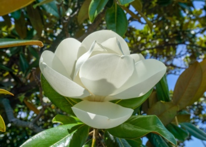 Урюк в Узбекистане, магнолия в Сочи, маральник на Алтае: 5 направлений для флоритуризма этой весной (фото 62)