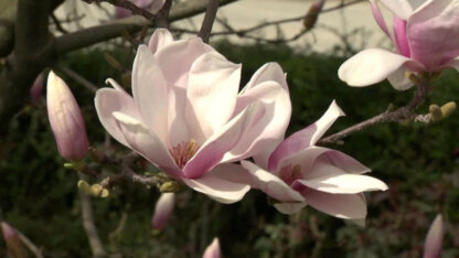 Урюк в Узбекистане, магнолия в Сочи, маральник на Алтае: 5 направлений для флоритуризма этой весной (фото 75)