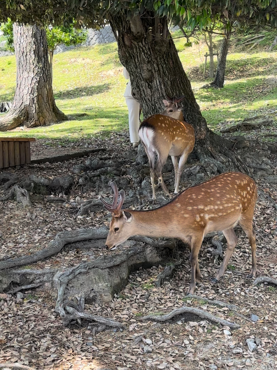 Новая точка на карте: цветущая Япония (фото 33)