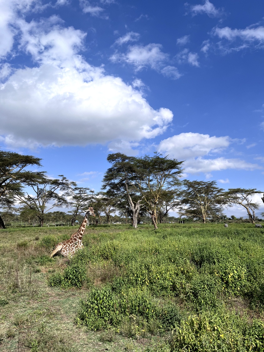 Новая точка на карте: заповедная Кения (фото 12)