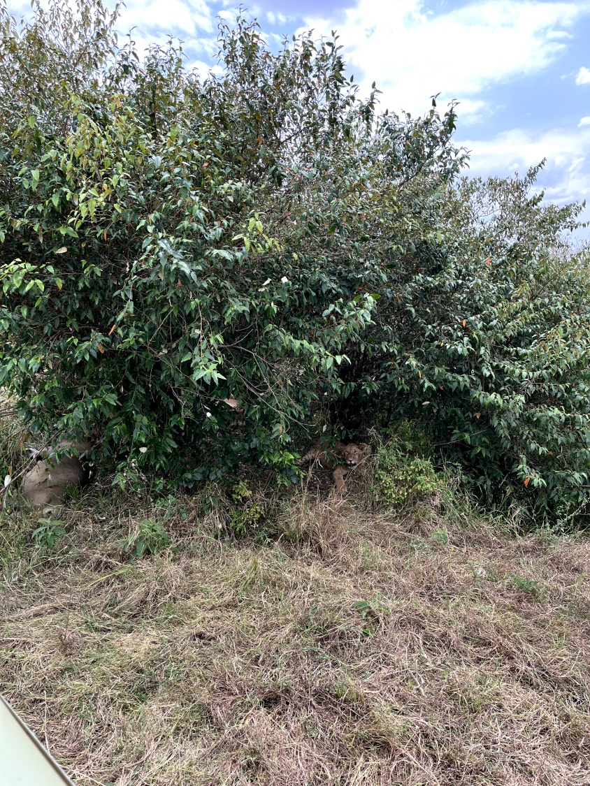 Новая точка на карте: заповедная Кения (фото 15)