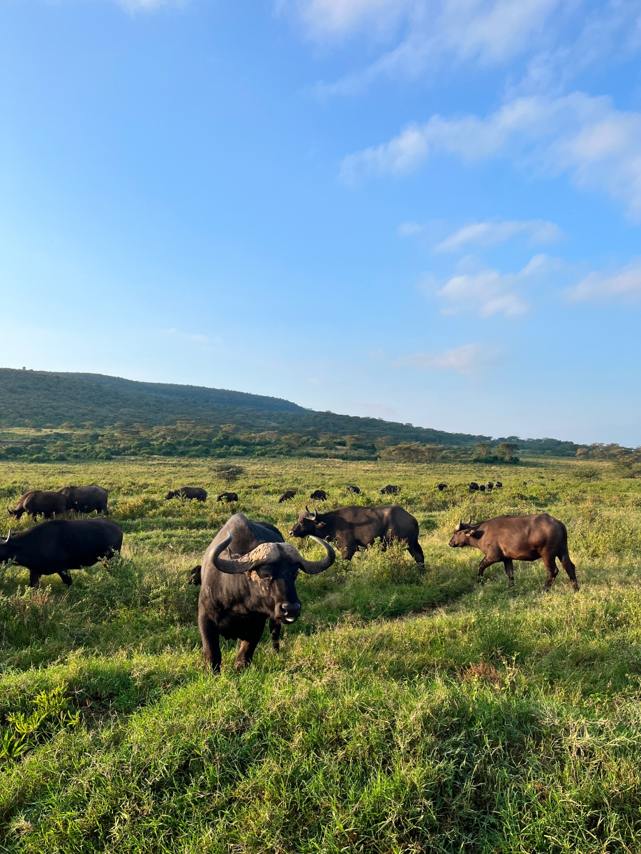 Новая точка на карте: заповедная Кения (фото 23)