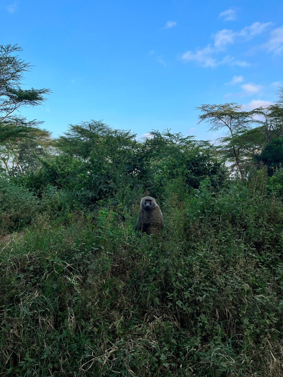 Новая точка на карте: заповедная Кения (фото 22)