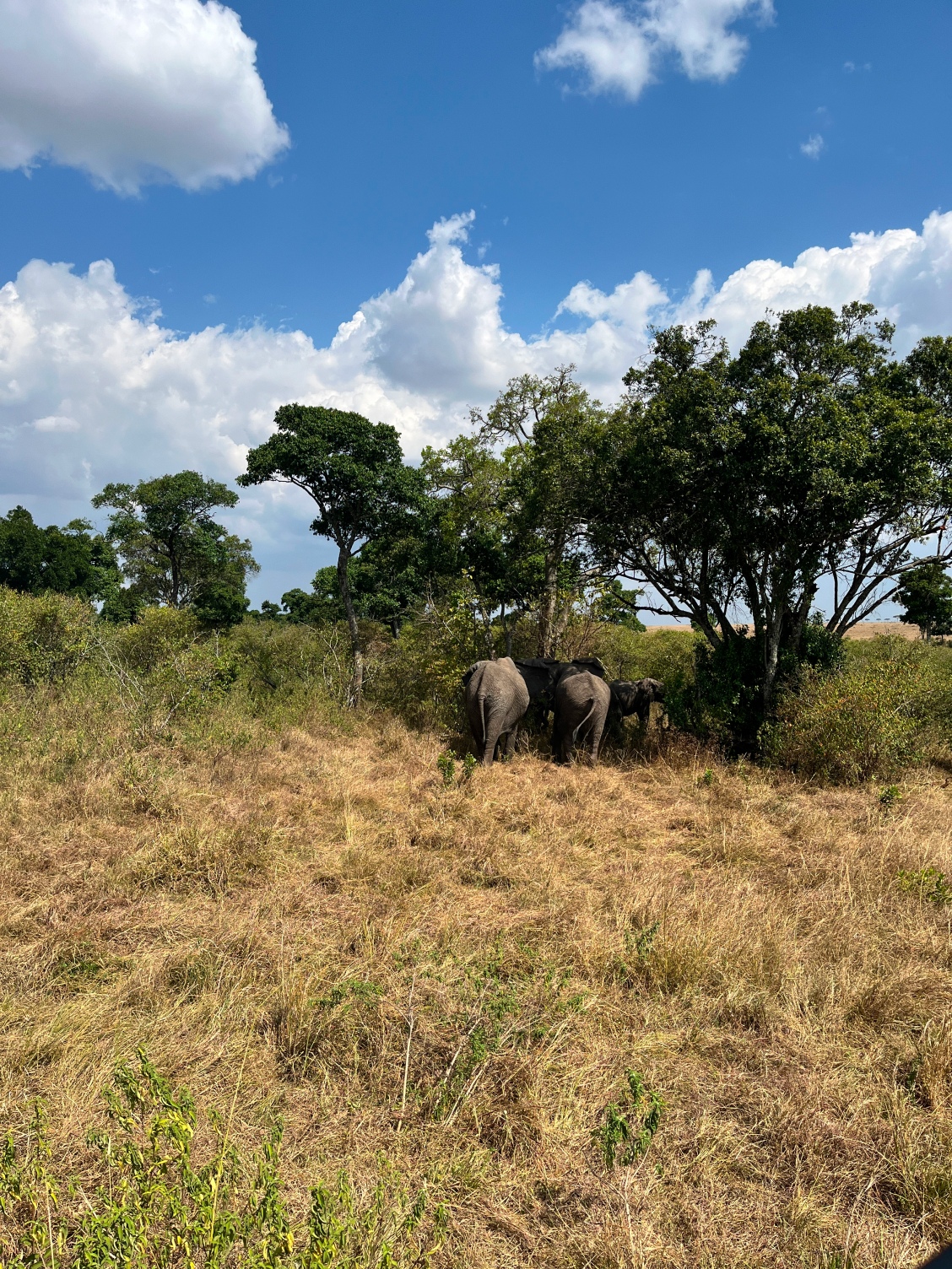 Новая точка на карте: заповедная Кения (фото 10)