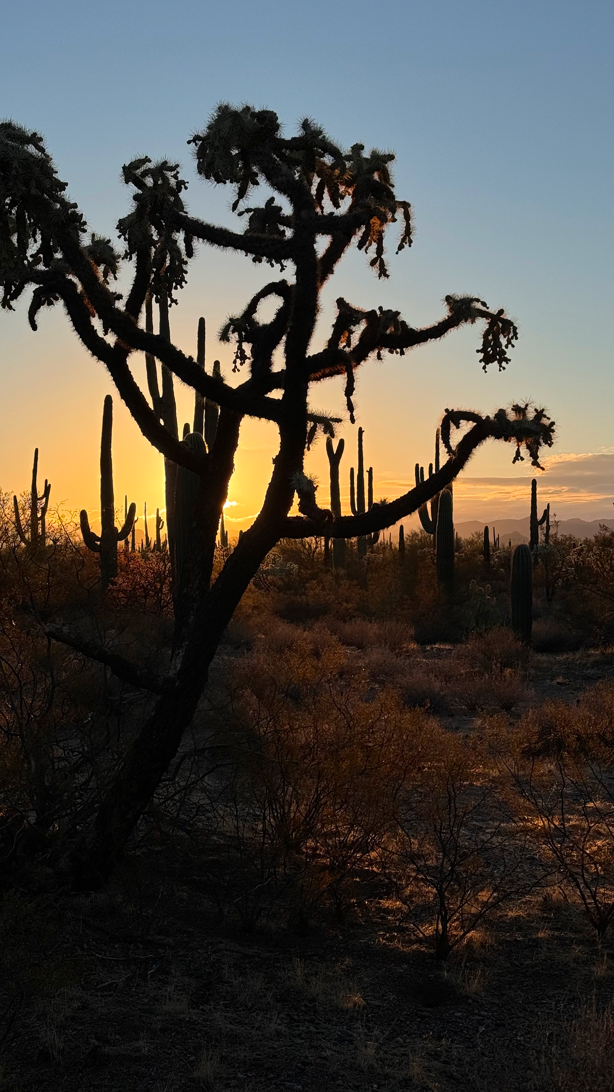 Точка на карте: Аризона — штат великих каньонов (фото 8)