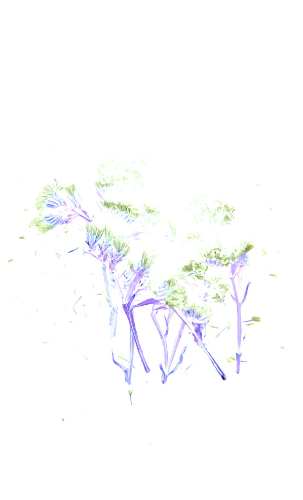 Дизайнер, дочь великого художника и муза Сен-Лорана: почему нам нравится Палома Пикассо (фото 7)