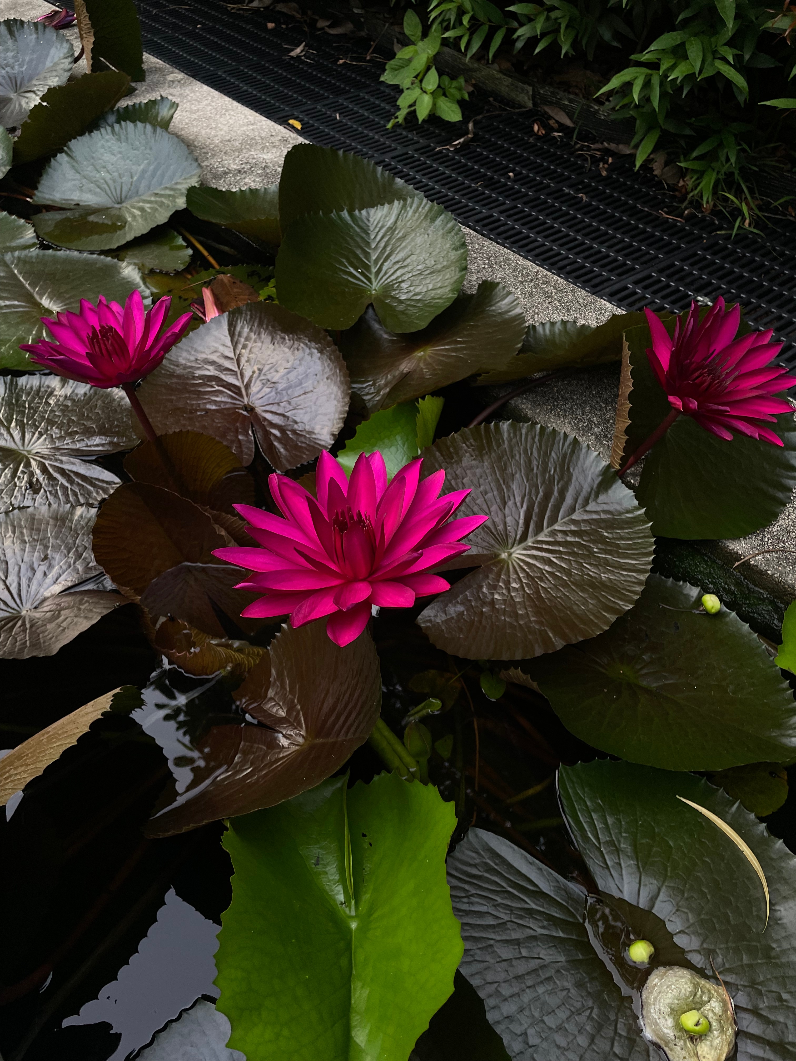 Точка на карте: Таиланд по следам третьего сезона «Белого лотоса» (фото 10)