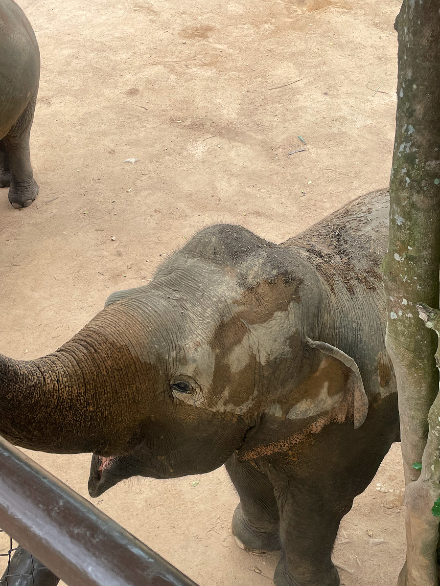 Точка на карте: Таиланд по следам третьего сезона «Белого лотоса» (фото 54)