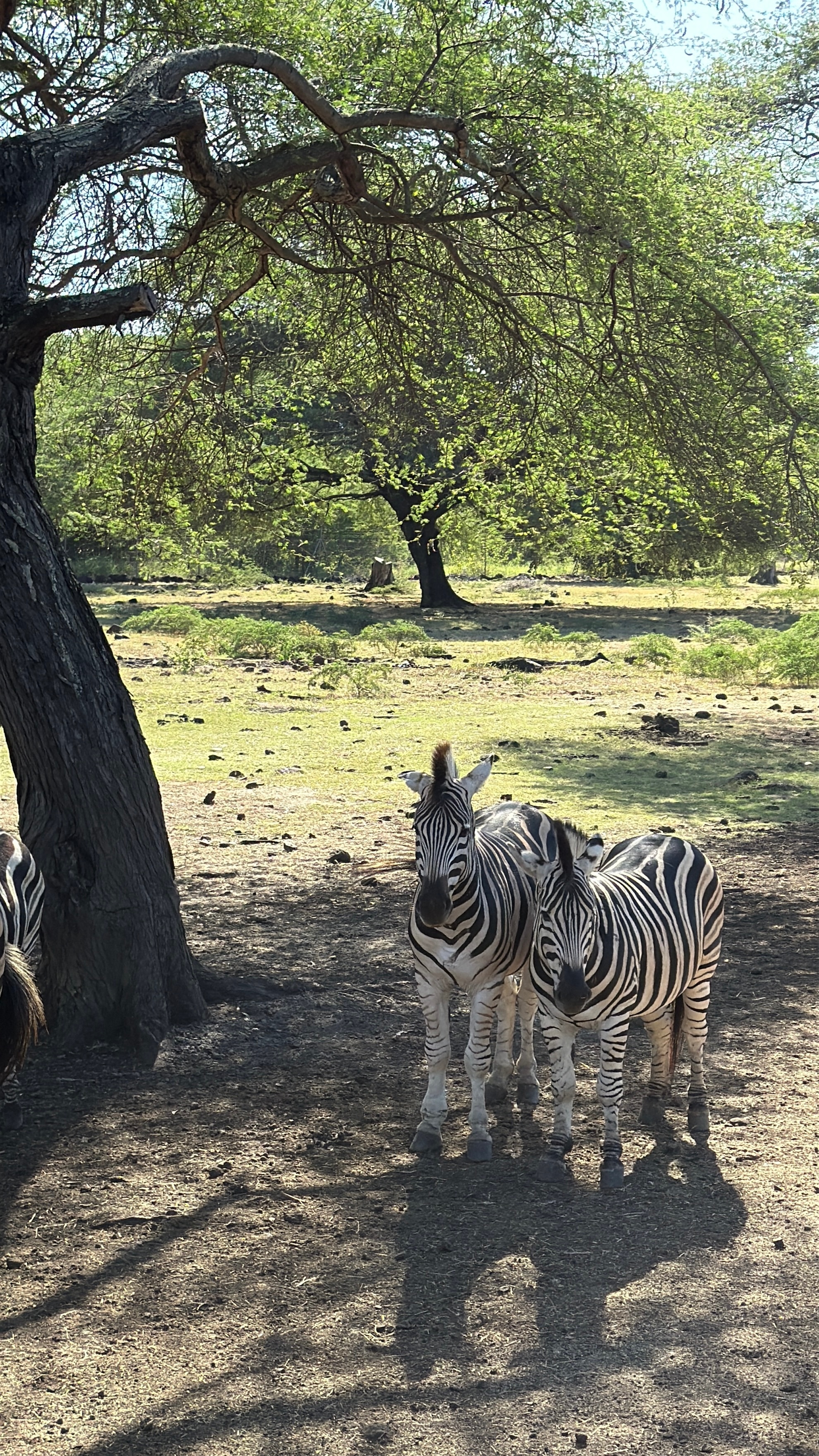 Новая точка на карте: изумрудный остров Маврикий (фото 13)