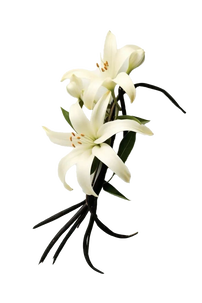 Неогурманика, вишня и немного зелени: парфюмерные итоги 2025 года (фото 2)