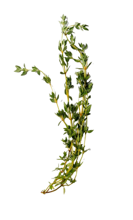 Неогурманика, вишня и немного зелени: парфюмерные итоги 2025 года (фото 42)