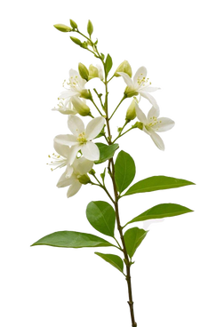 Неогурманика, вишня и немного зелени: парфюмерные итоги 2025 года (фото 25)