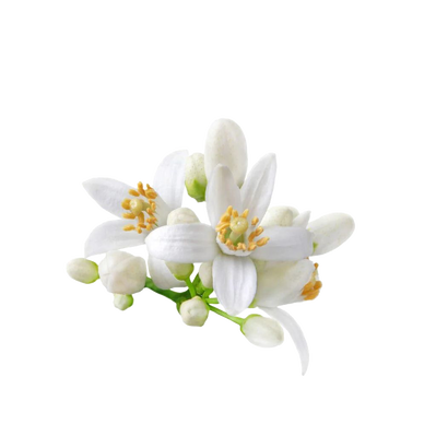 Неогурманика, вишня и немного зелени: парфюмерные итоги 2025 года (фото 38)