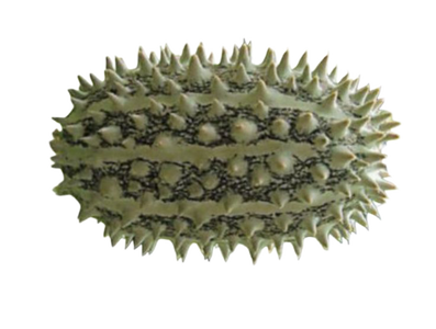 Окак! Интернет-тренды и мемы, которыми запомнилась вторая половина 2025-го (фото 23)