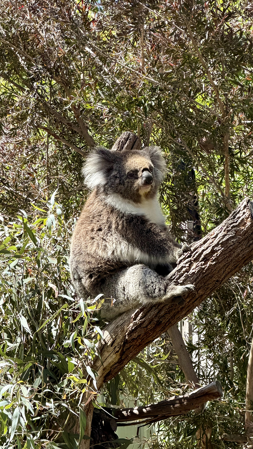 Новая точка на карте. Страна Оз — Австралия (фото 31)