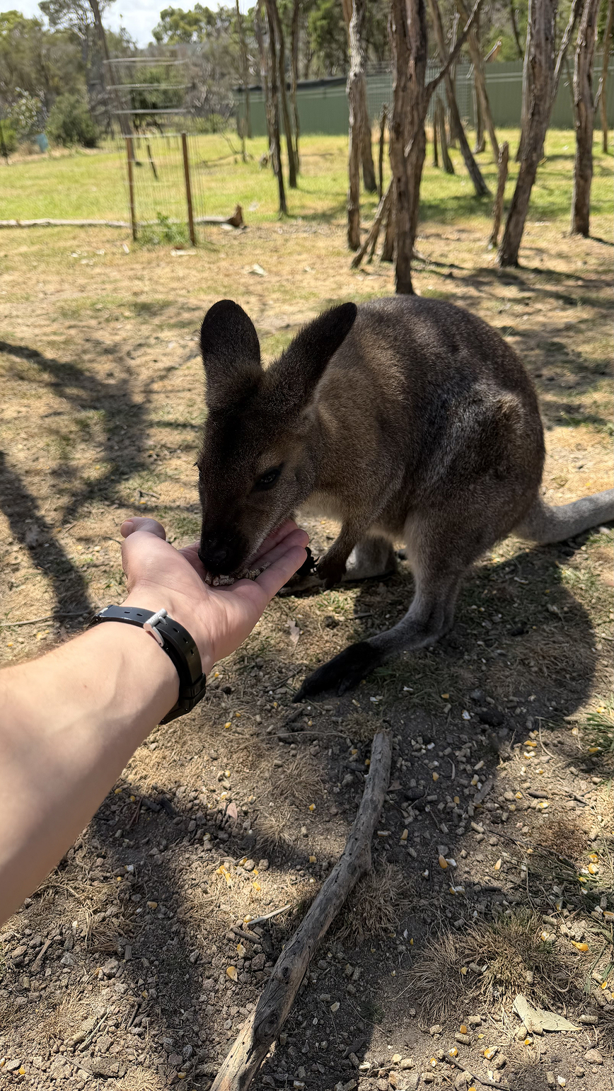 Новая точка на карте. Страна Оз — Австралия (фото 30)