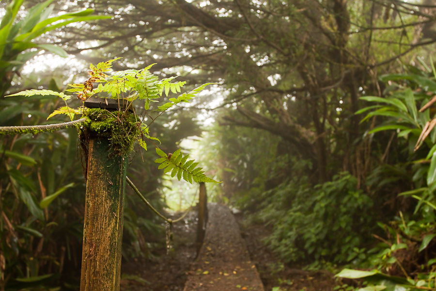 Эксклюзивное платье Vivienne Westwood в ЦУМе (фото 3)