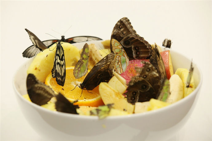 Херста обвинили в убийстве 9000 бабочек (фото 2)