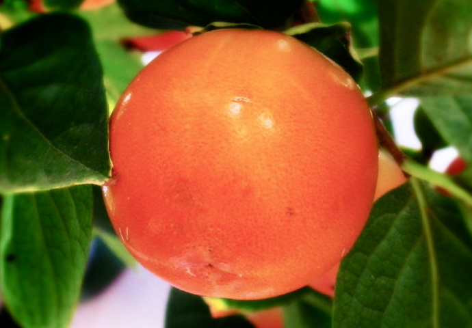 Полезные фрукты на зиму (фото 5)