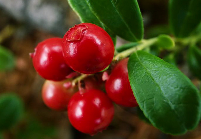 Полезные фрукты на зиму (фото 6)