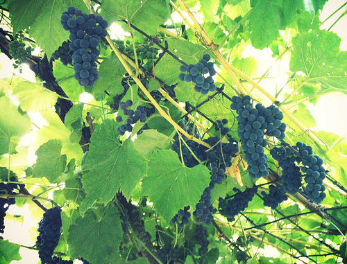 Долма с цветной капустой и кедровыми орешками (фото 1)