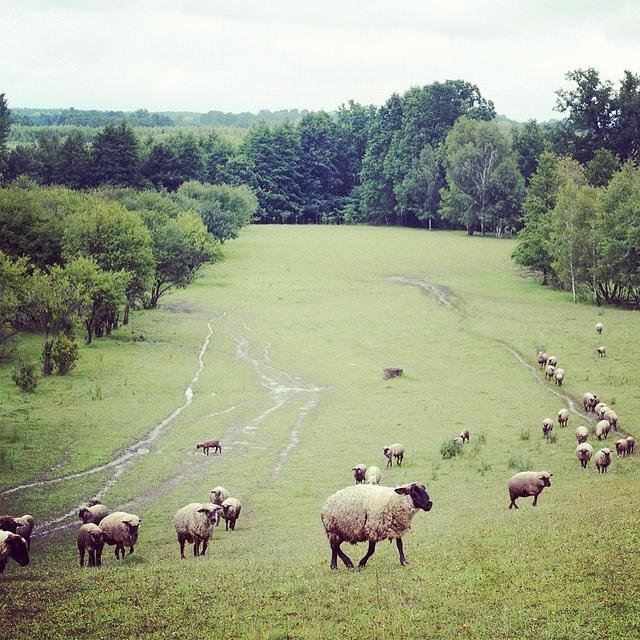 5 вещей, которые мы узнали на эко-ферме (фото 3)
