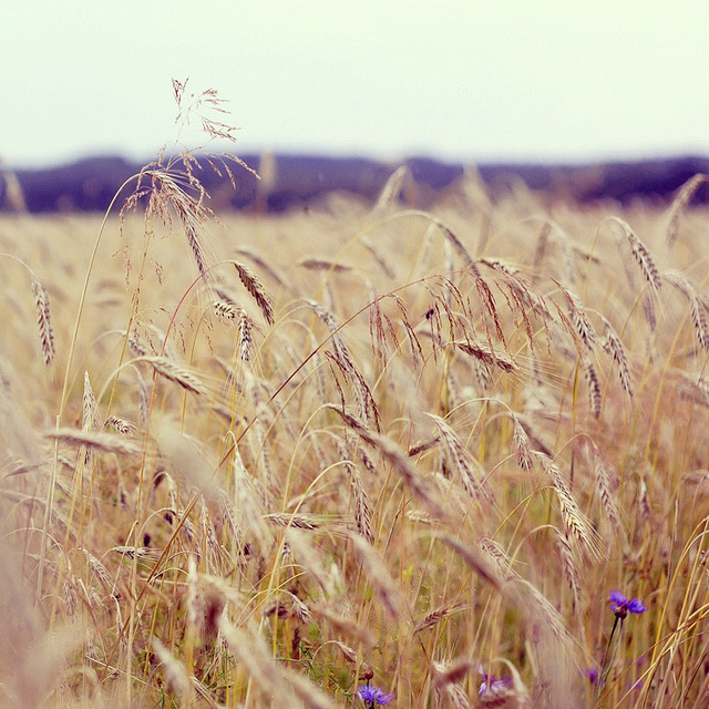 5 вещей, которые мы узнали на эко-ферме (фото 4)