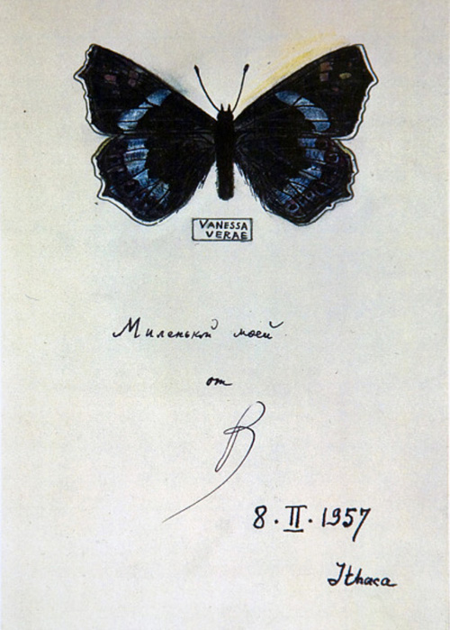 Бабочки Набокова (фото 2)
